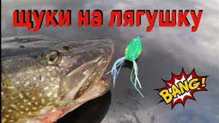 Как сома ловить на лягушку щуку