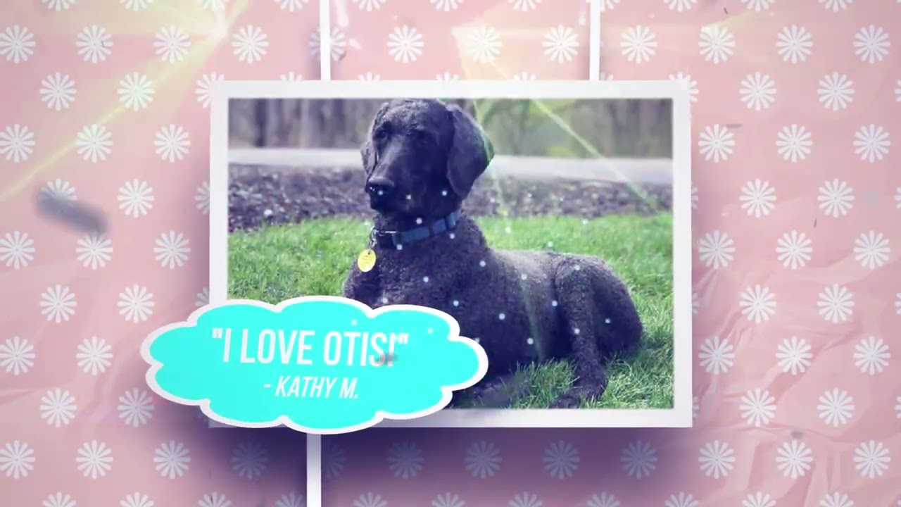 Happy Birthday Video