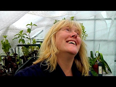 4. European Orchid Project & Catasetum Update - slowly does it!