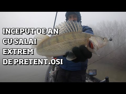 Primul pescuit la salau pe 2020, iarna pe frig si ceata, cu pesti extrem de mofturosi.