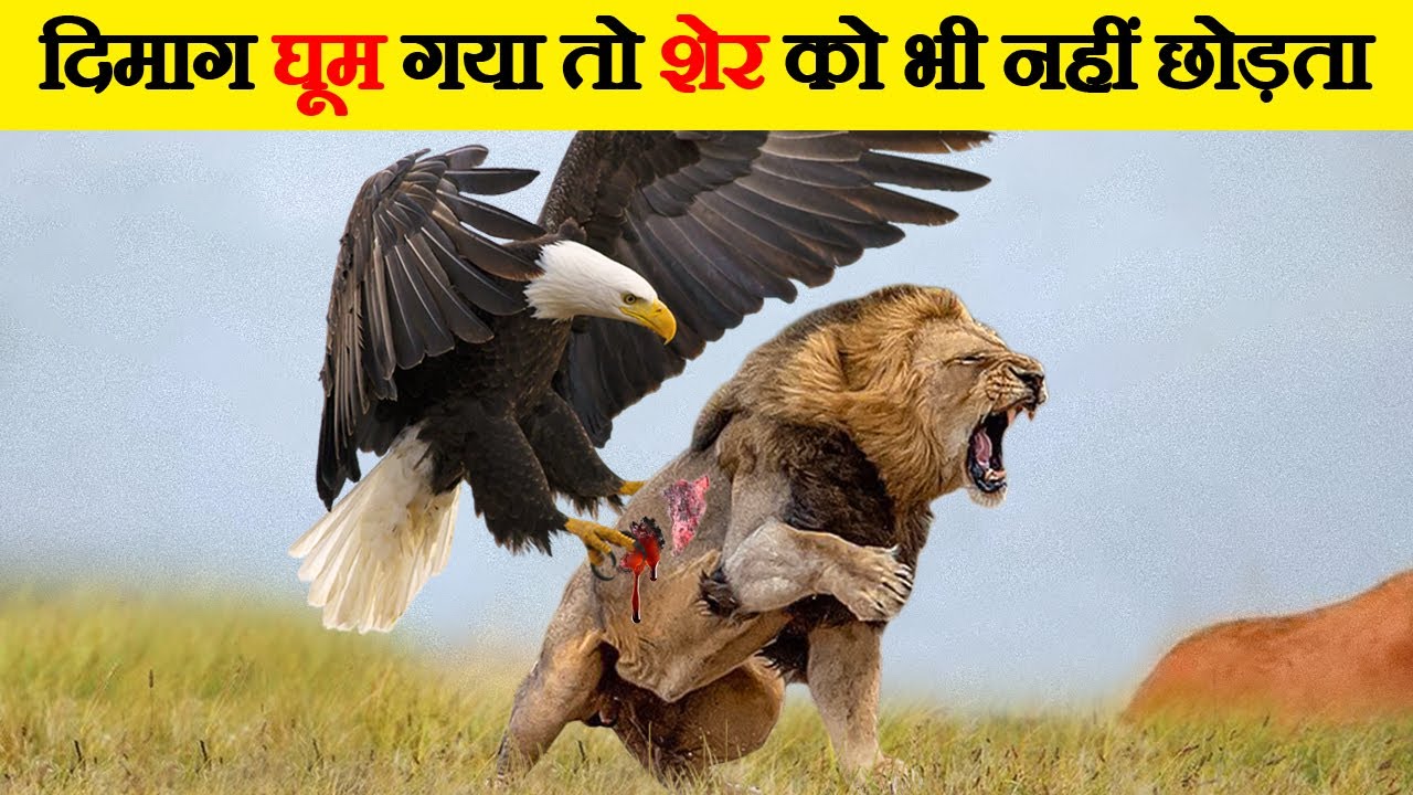 आखिर क्यों शेर भी बाज़ से खौफ खाता है | This is Why Eagle is the Most Powerful Bird
