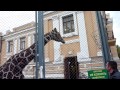 Samson the Giraffe from Moscow Zoo / Жираф Самсон ...