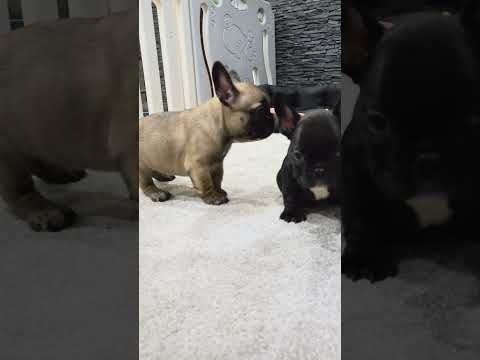 Video 6