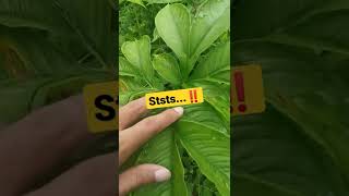 Download lagu Dikasih Info Maszeee ‼️Katak Porang #shorts mp3