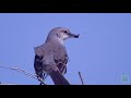 Mockingbirds - Postcard From Texas