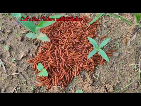 Centipede/Millipede/Millepede/Earwig | কেন্নো | #kenno #short_video #viralvideo #naturewithribakar