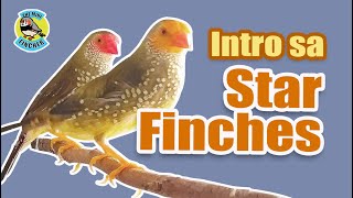 Ep.23:  Introduction to Star Finches