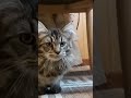 cat kickstart