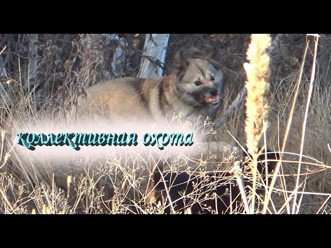 Загонная охота Коллективная охота загоном Лиса Заяц Косуля