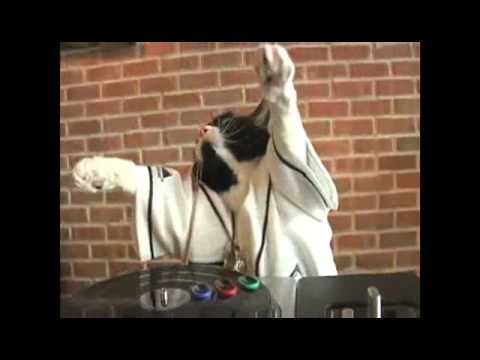 Tampa Bay Rays Turn 'DJ Kitty' Viral Video Into Actual Mascot