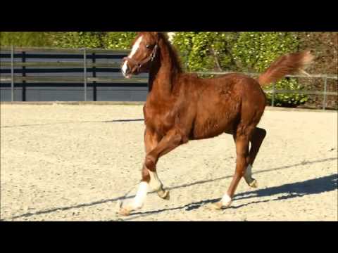 Hingst, 2015,Enzo Ferrari x Jetset x Belisar