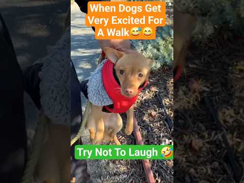 Essayez de ne pas rire 🤣 moments drôles de chiens