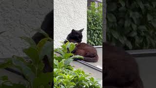 舐めまくり