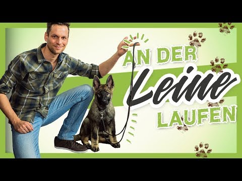 An der LEINE laufen – So lernt es dein WELPE garantiert