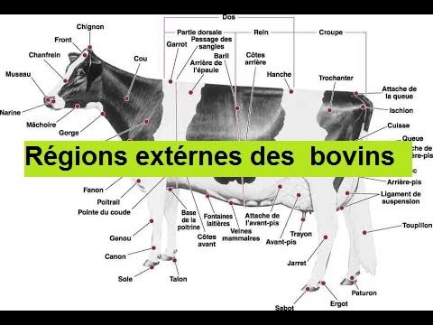 , title : 'Régions extérieures des bovins'