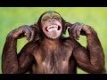 Vidio Lucu Video Lucu Banget Bikin Ngakak Video Lucu Ketawa Lucu Sekali Film Lucu Video Gokil