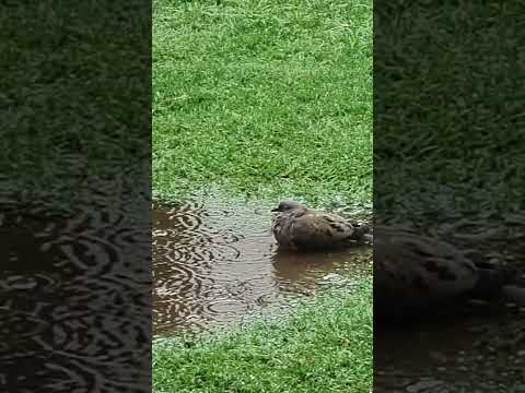 Palomas bañándose felices mientras llovía... Carrizales Santa Fe Argentina