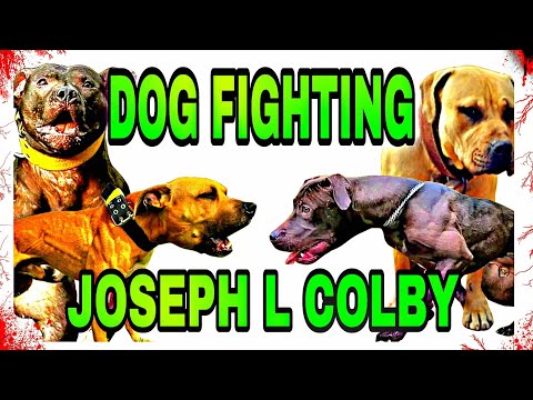 Fighting Dog Breeder - Joseph L Colby / Audiobook #dogfight #pitbull #dogs