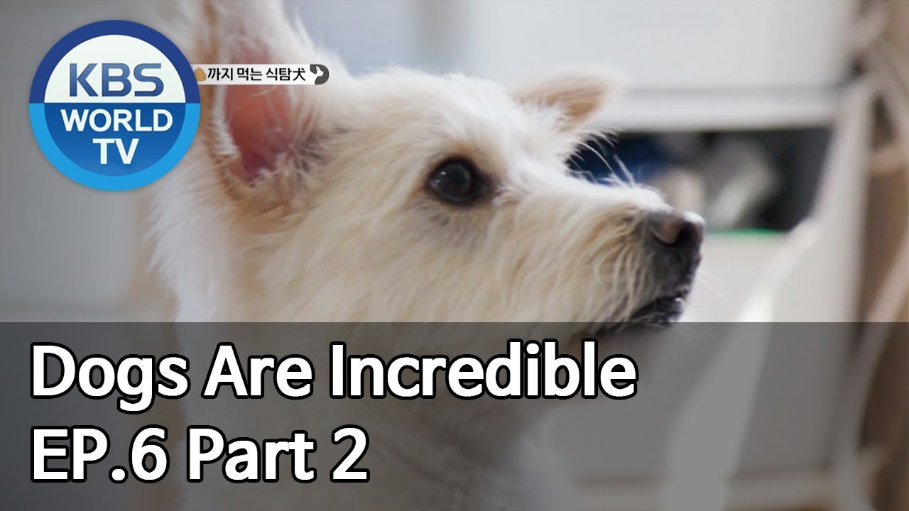Dogs are incredible | 개는 훌륭하다 EP.6 Part 2 [SUB : ENG/2019.12.31]