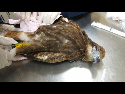 死亡陷阱｜黑鳶在農地上的生存危機 | 我們的島