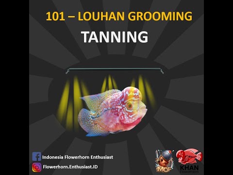 101 Cara Tanning Louhan Biar Mutiara Full