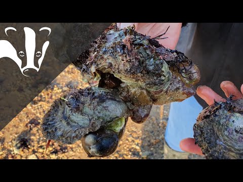 The Essex Coastal Challenge - Marine Conservation Zones