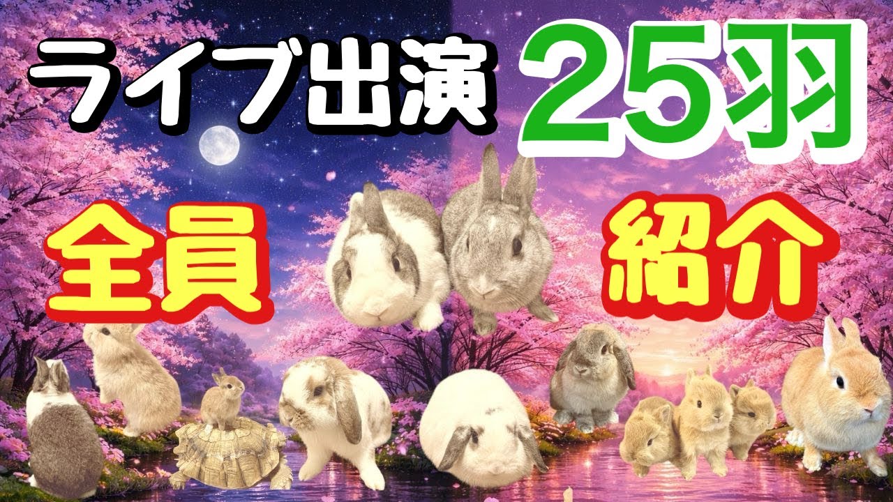 【毎日開催中】24時間ライブ出演うさぎ25羽を全員紹介🐰✨