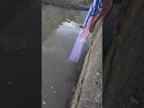 pesca de sardinas en río aracataca Magdalena #pesca #fishing #sardinas #atarraya #rio #naturaleza