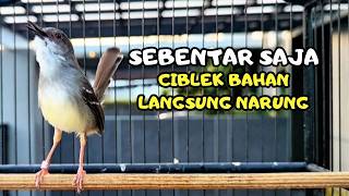 Download lagu CIBLEK SEMI GACOR AMPUH UNTUK PANCINGAN CIBLEK BAHAN DAN MASTERAN CIBLEK MACET SEKETIKA NYAUT mp3