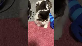 遊びを開始する猫【ノル猫ミロシー】 #shorts