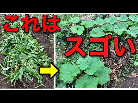 イラクサ肥料の作り方：無害な天然肥料から恩恵を受けるレシピは何ですか？  庭園