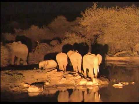Large Elephant Herd with Young 11:03pm  03 29 2013