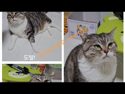 맹수는 천재 사냥꾼