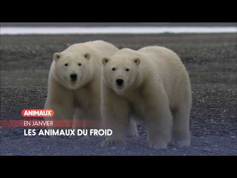 En Janvier sur ANIMAUX BisTV via AERVI Boutique