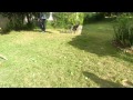 Jamaica Mango Picking 2012