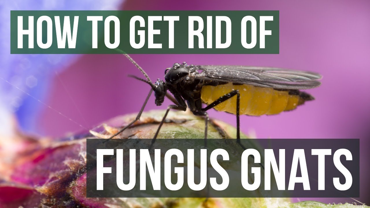 How to get rid of fungus gnats indoors