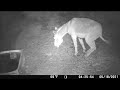 Burro Doing What