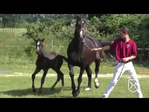 ODRZ176 Stutfohlen von Diarado - Contender - Silvester