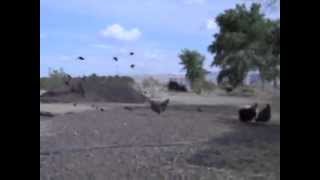 preview picture of video 'Tricolored Blackbirds in Newberry Springs'