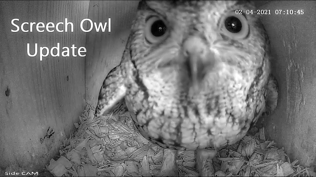Screech Owl Nesting Update