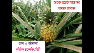 হরমোন প্রয়োগে সারা বছর আনারস উৎপাদন,