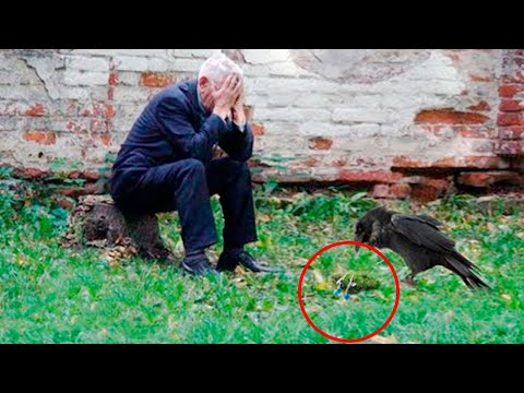 Mężczyzna rozpłakał się, kiedy zobaczył, co w dowód wdzięczności przyniósł mu kruk!
