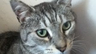 Harry wants some attention