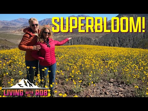 Death Valley Desert WILDFLOWER SUPERBLOOM PLUS a few SURPRISE photos! 🌻🏵💮🌼 📸