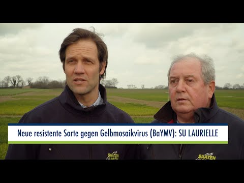 Saaten-Union:  SU LAURIELLE – die neue, gegen den Gelbmosaikvirus resistente Gersten-Sorte