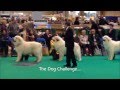 Kodi At Crufts 2014