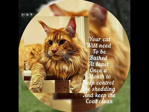 Maine coon cat breed information::paws for future::