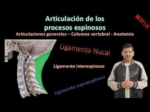 🦵Ligamento interespinoso y supraespinoso ( Art. de las ap. espinosas) - Columna Vertebral - Anatomía