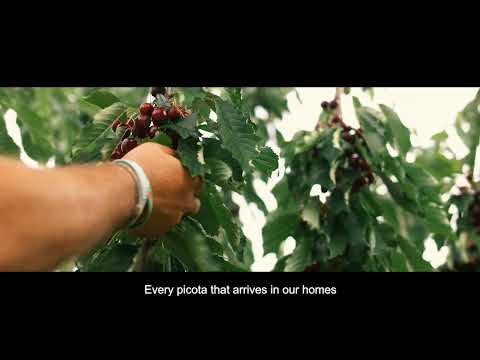 The Picota del Jerte - European Picota Cherries