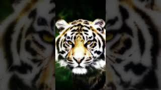 Download lagu STORY WA KHODAM PENDAMPING PRABU SILIWANGI mp3